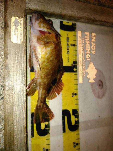 日本一のフィッシングホテルで激渋短時間釣行の巻